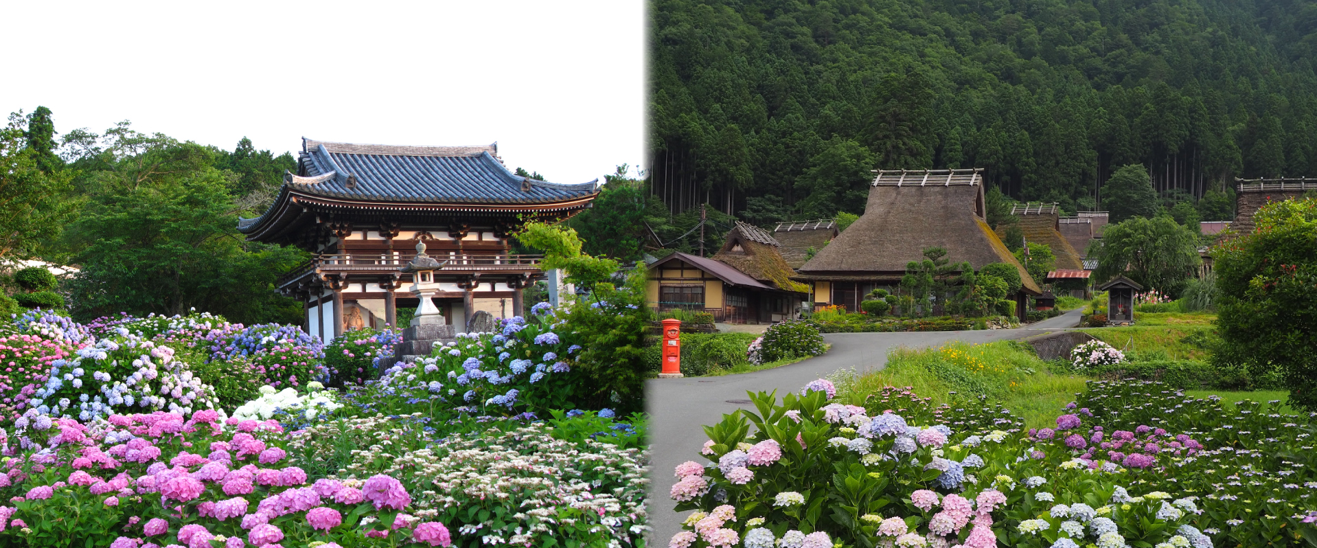 トロッコ列車と美山かやぶきの里とあじさい寺