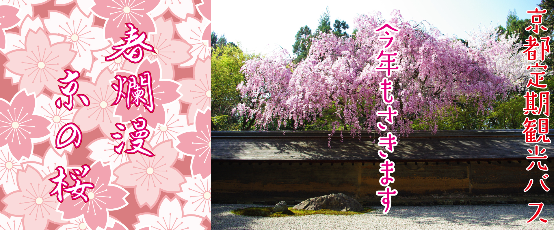 春爛漫、京の桜