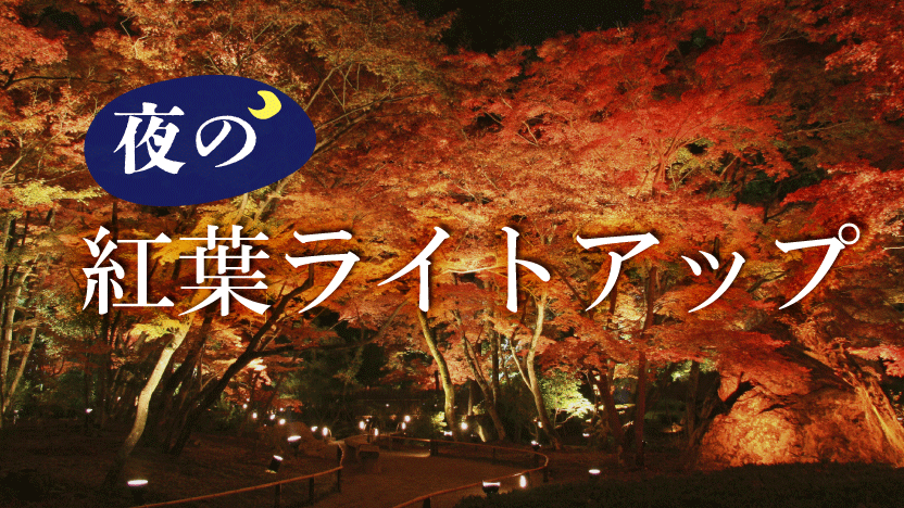 おこしバス　京都定期観光バス　京都　紅葉　ライトアップ