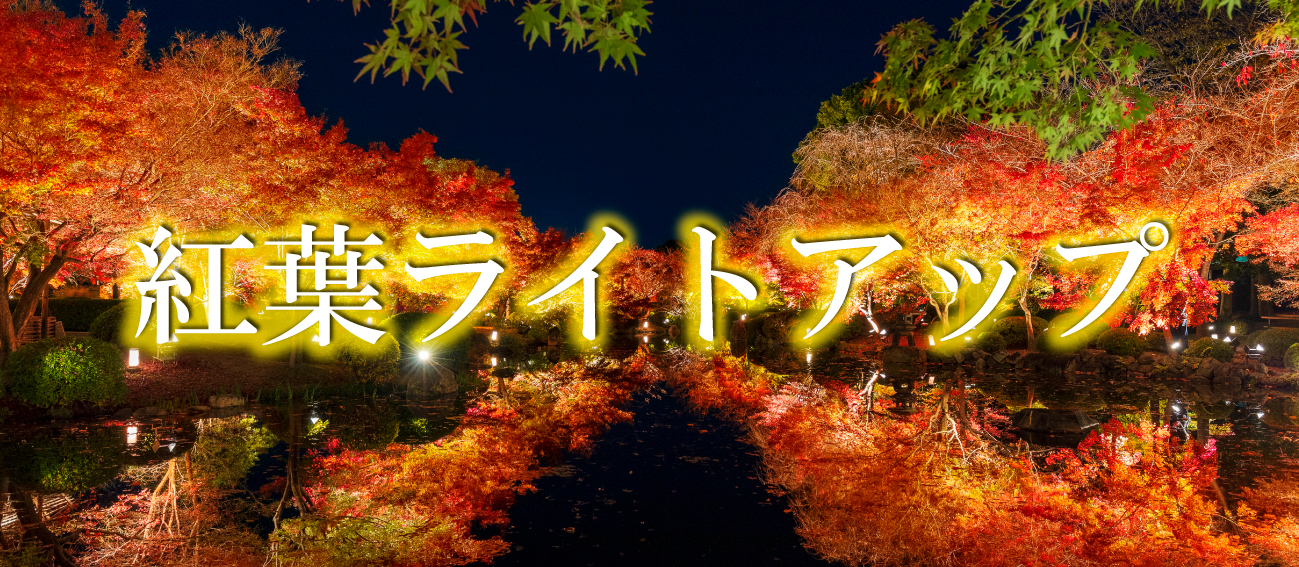 秋の紅葉ライトアップ