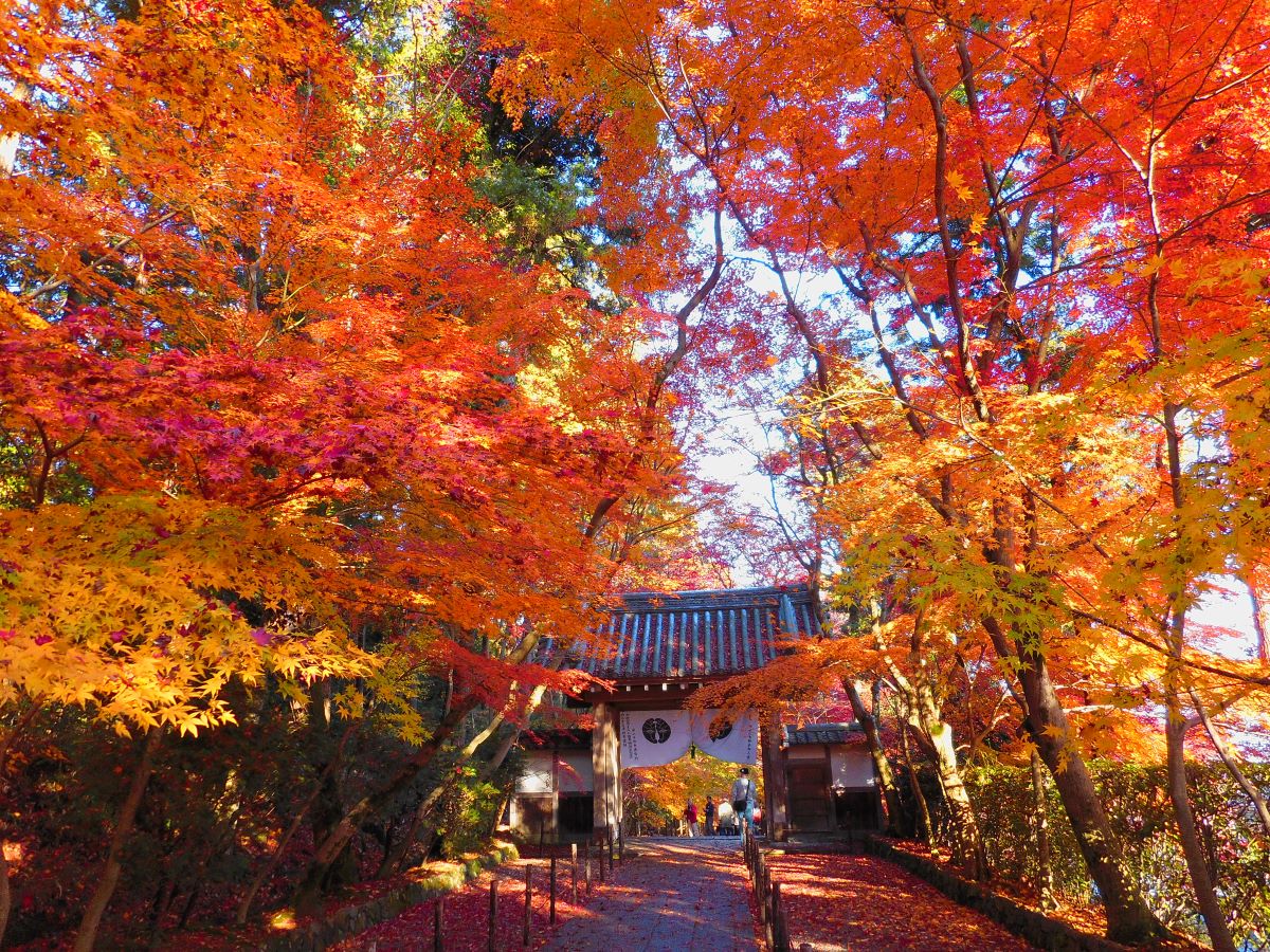行ってみたい紅葉の名所 光明寺・一休寺と世界遺産 平等院