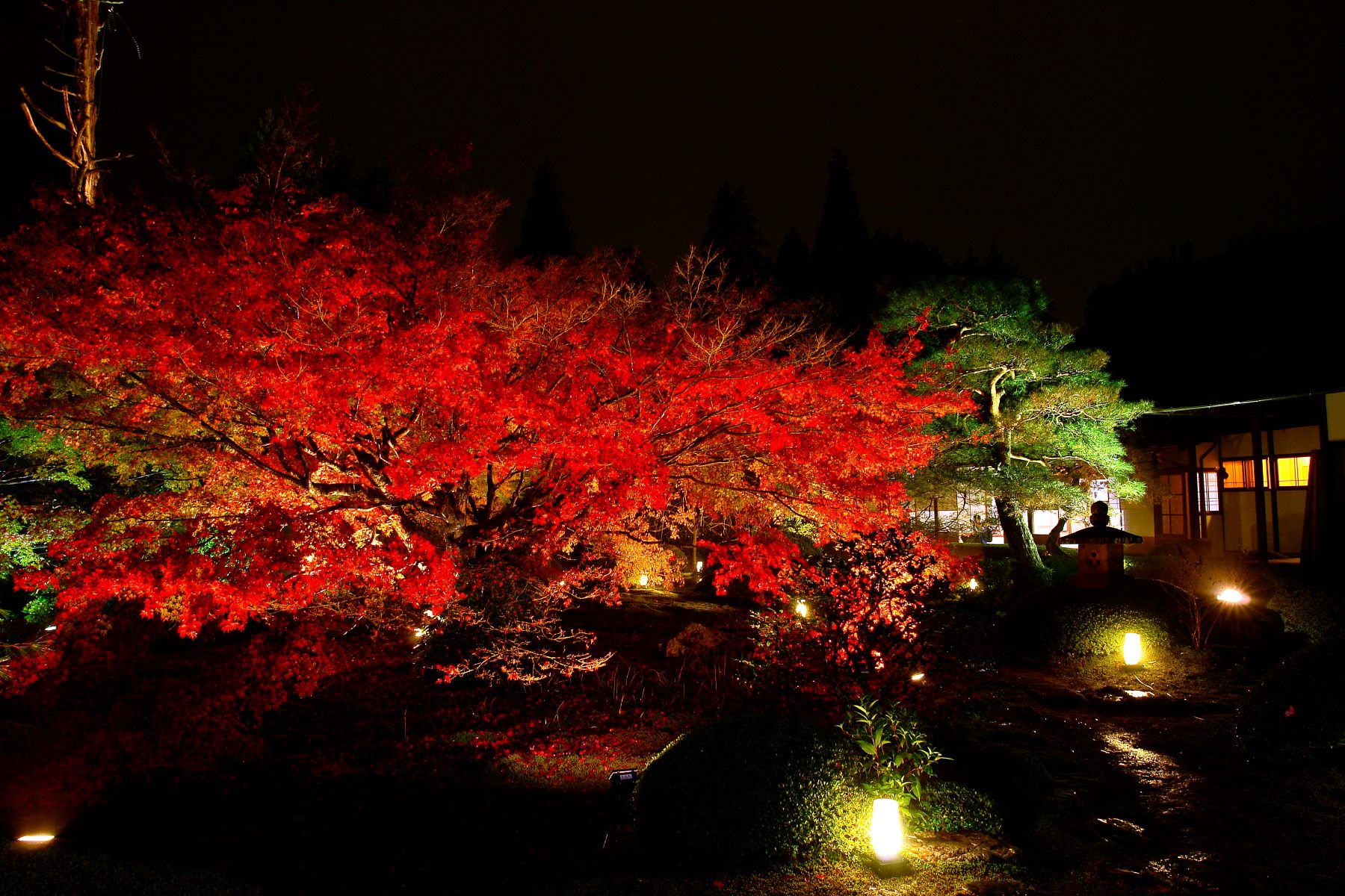 ライトアップ 京の紅葉 秋宵momiji ねねのお寺と雲龍院
