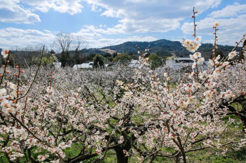 早春の梅香る 石山寺・三室戸寺と叶匠寿庵 寿長生の郷