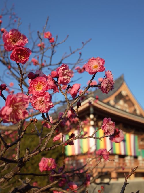 京の梅日和～北野天満宮・智積院・城南宮～