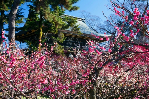 ～京都「千年の心得」～梅Fufumu天神さんと早春の東山